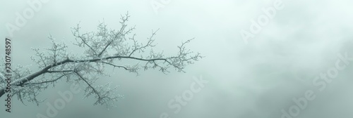 Black Silhouette Bare Trees Against Bright, Background Banner HD © Alex Cuong