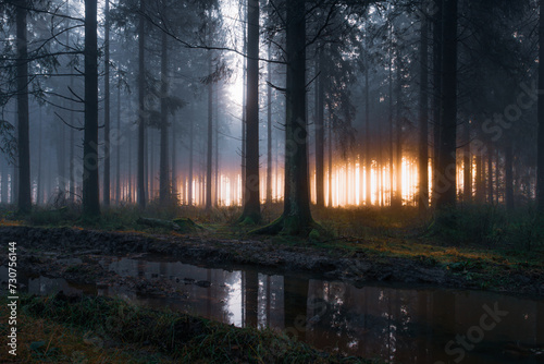 Forest in the mist near Malmedy in Belgium in winter