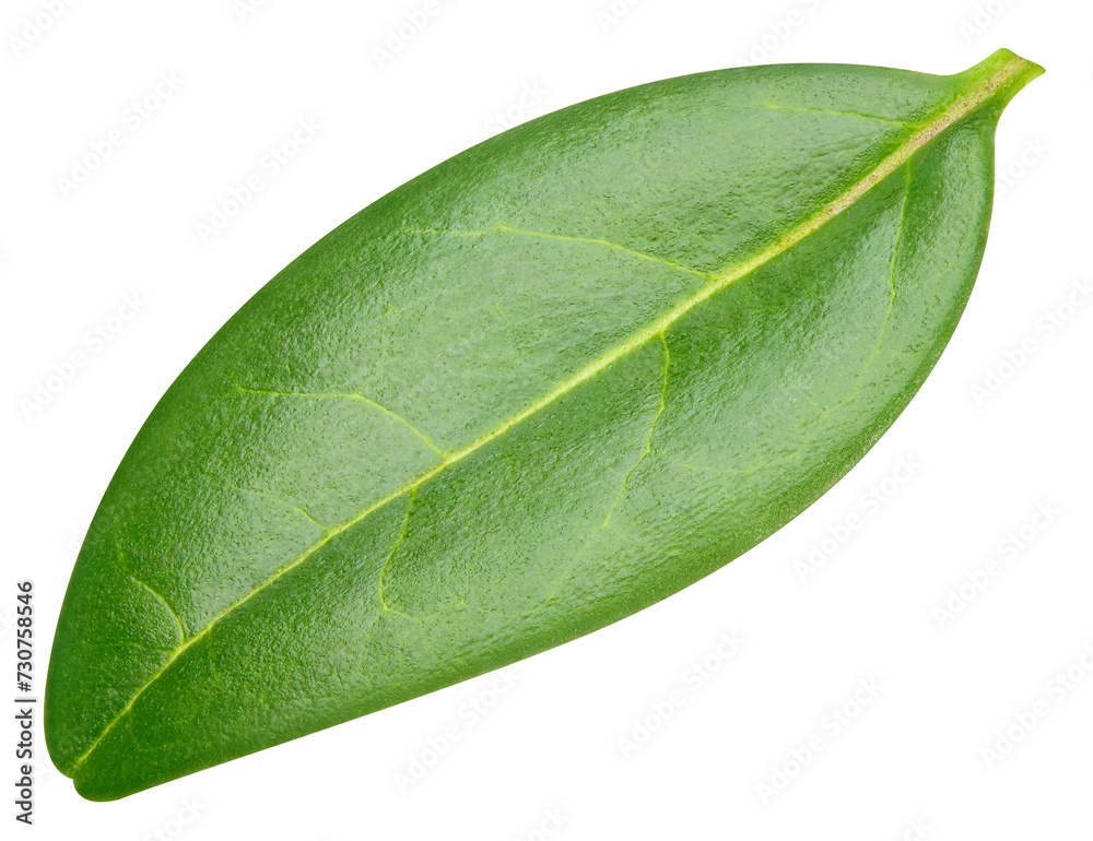 Fototapeta premium Pomegranate leaf isolated on white background