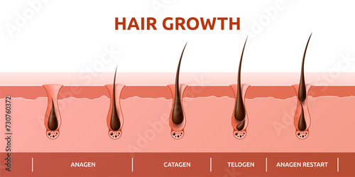 Hair growth cycle of follicles phase diagram with human scalp hair roots structure, vector infographics. Hair grow cycle from anagen, catagen to telogen, hair follicle bulbs phase for trichology info photo