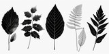 A collection of different types of leaves on a white background. Can be used for nature-themed designs or as decorative elements.