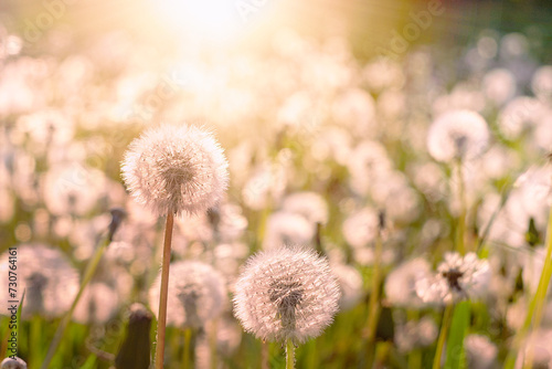 Dandelions on the meadow at sunlight background © Anna