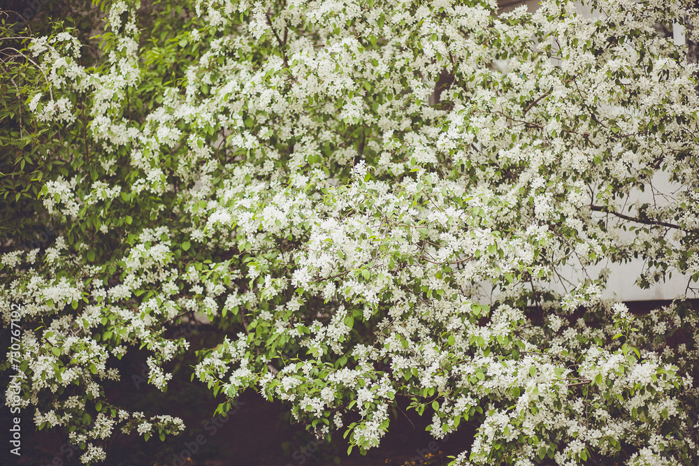 White Flowering Tree in Spring, Selective Focus, Blurred Background