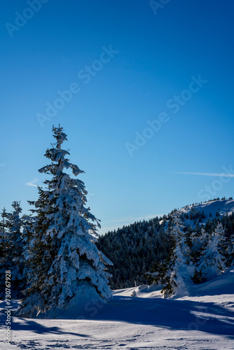 winter landscape with trees © Leszek