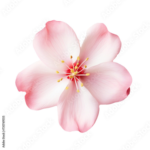 Blossom petal isolated on transparent background Generative Ai