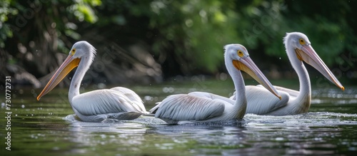 Three pelicans gracefully swim together in the water, surrounded by the natural landscapes of a lake, grassy fields, and abundant water resources.