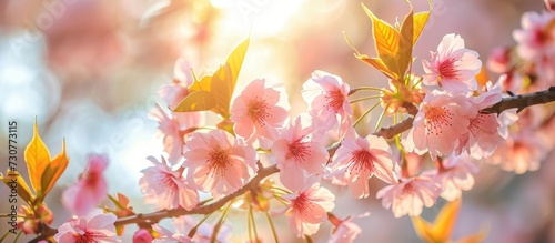Spring sunlight shines on cherry blossom branches adorned with fresh leaves.