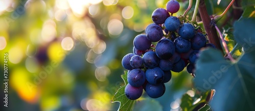 A cluster of purple grapes, a seedless fruit, hangs from the grapevine, a flowering plant. It belongs to the grapevine family and is a natural food produce.
