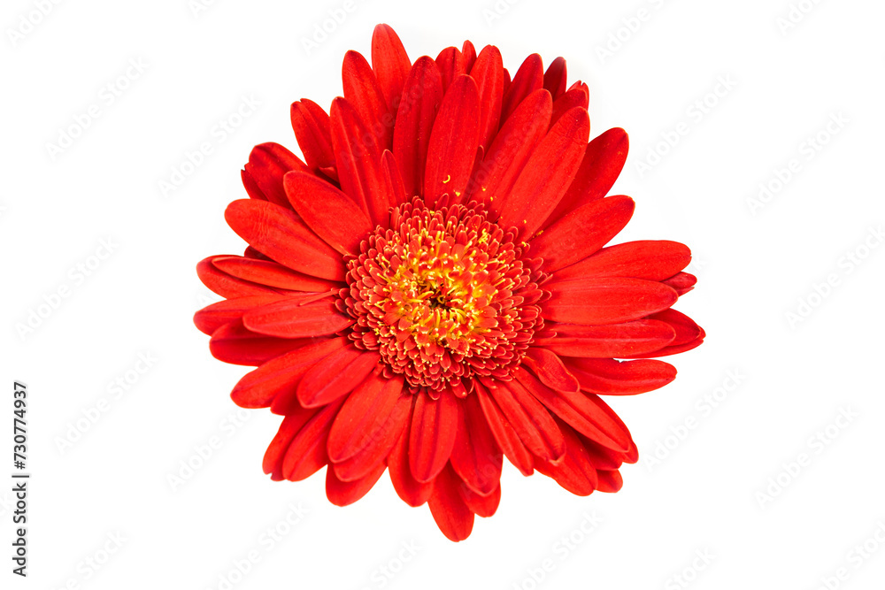 Red gerbera flower  isolated on white background