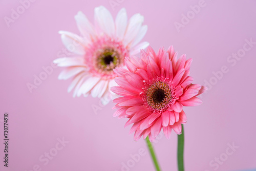 Dark pink and light pink gerbera flowers isolated on pink background