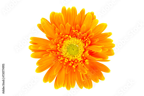 Orange color gerbera flower isolated on white background
