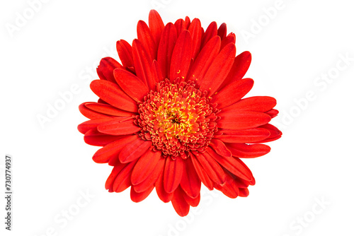 Red gerbera flower  isolated on white background