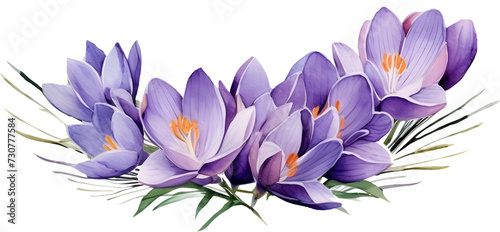 Watercolor Crocus flower and leaves composition PNG graphic clipart for print template card cover design photo