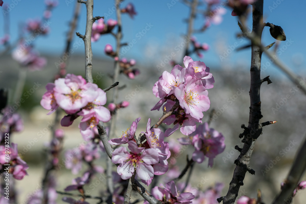 Almond trees fully bloom, in white, pink, and magenta colors, in winter tyme in Spain Almond trees fully bloom, in white, pink, and magenta colors, in winter tyme in Spain