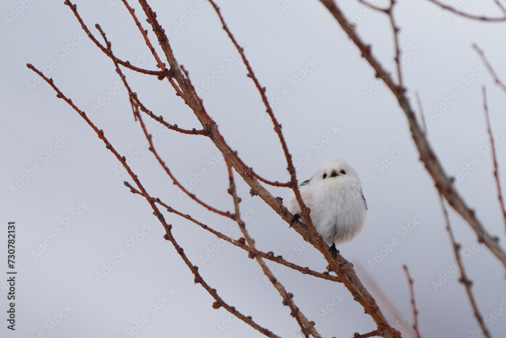 枝に止まったシマエナガ