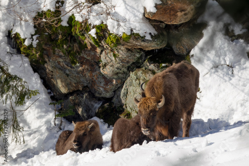 European bison (Bison bonasus) in the snow in the Bavarian Forest National Park, Bavaria, Germany.
