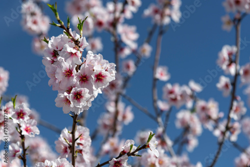 Almond trees fully bloom, in white, pink, and magenta colors, in winter tyme in Spain photo