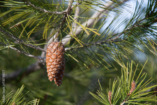 pine cones on a branch