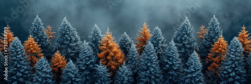 Top Down View Forest Winter, Background Banner HD