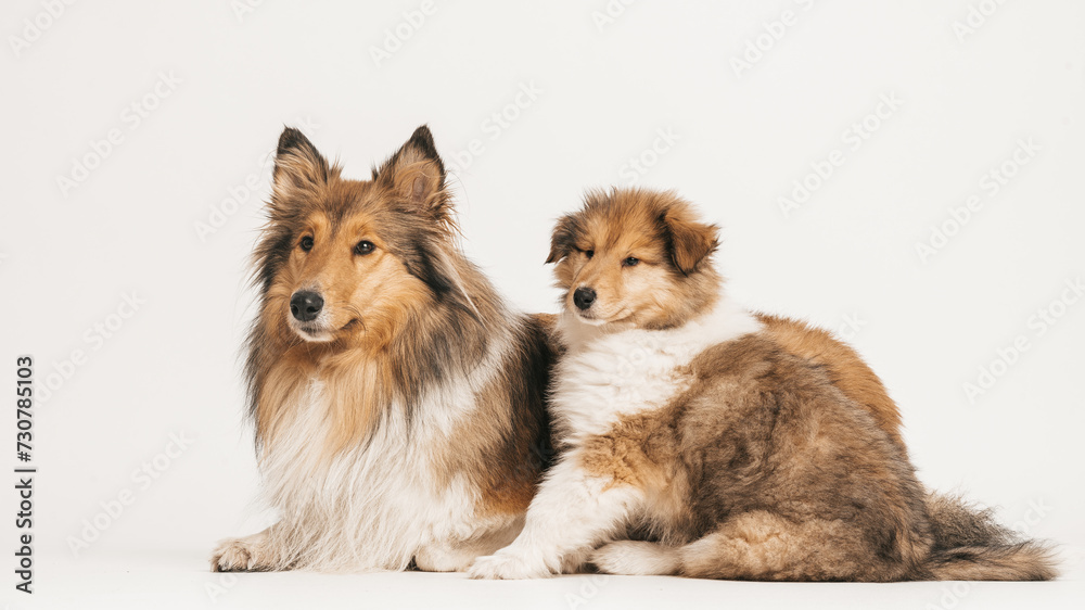 2 rough Collies Langhaar sable, erwachsene Hündin mit Welpen liegend auf weißen Hintergrund, isoliert Var. 1