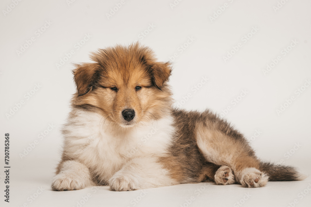 Rough Collie Langhaar Welpe salbe liegt auf weißem Hintergrund mit geschlossenen Augen, isoliert Rough Collie Langhaar Welpe salbe liegt auf weißem Hintergrund mit geschlossenen Augen, isoliert