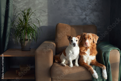 Two dogs relax on a tan sofa, a moment of friendship captured indoors. A brown and white Jack Russell Terrier stands alert while a serene Nova Scotia Duck Tolling Retriever leans gently against it