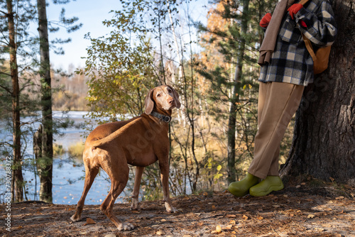 Interested dog enjoying nature in Scandinavian park looking at camera. Outdoors activity travel tourism. Pet owner domestic hunting dog magyar vizsla walking in forest near body of water on sunny day.