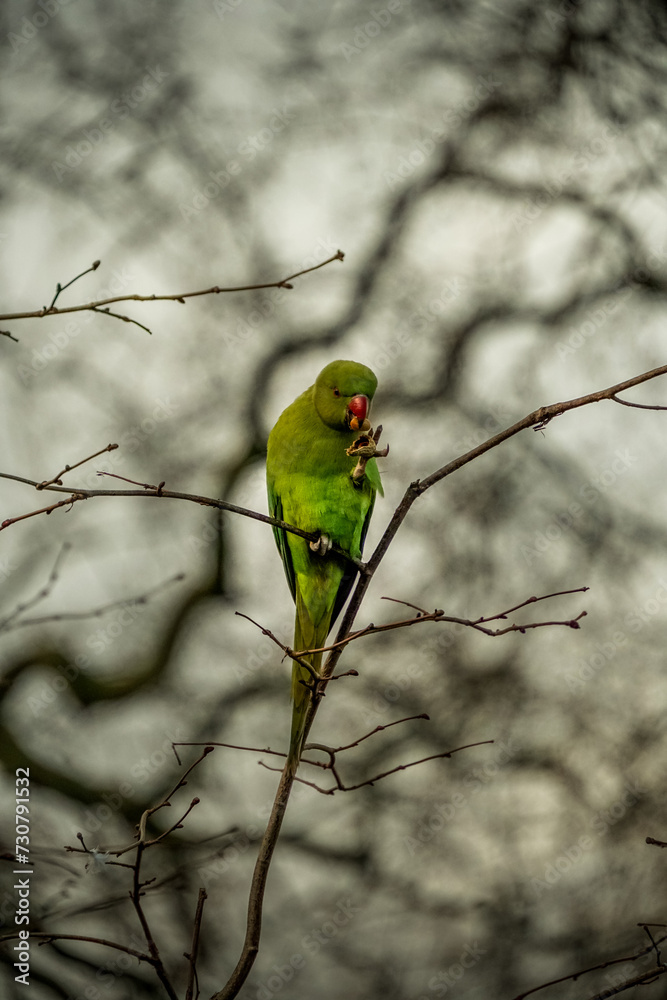 Parrot enjoying its siesta in a tree. Parrot enjoying its siesta in a tree.