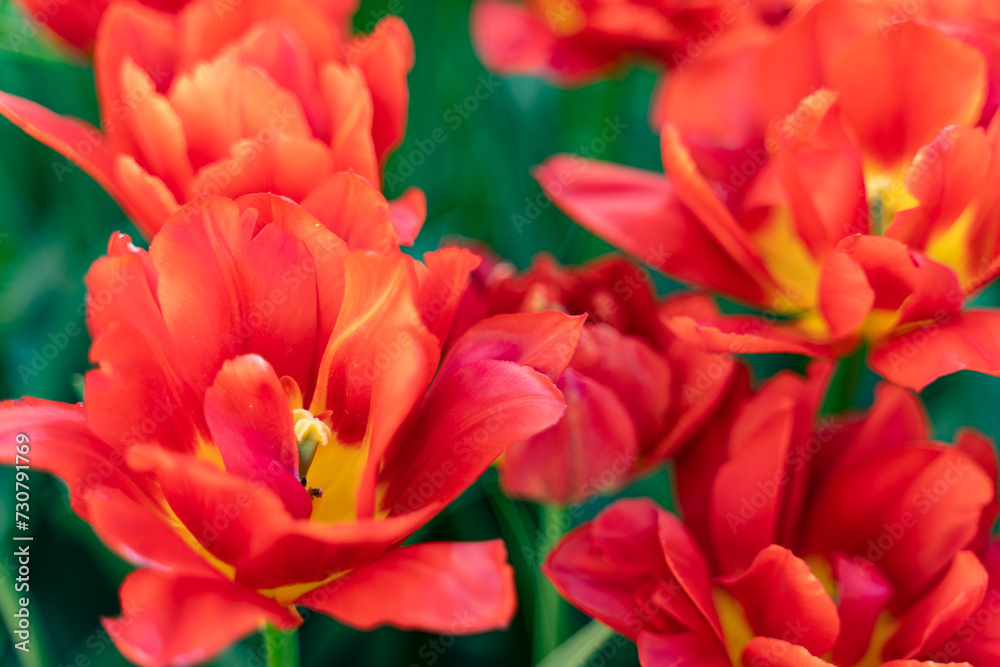 background of beautiful scarlet tulips in bloom background of beautiful scarlet tulips in bloom