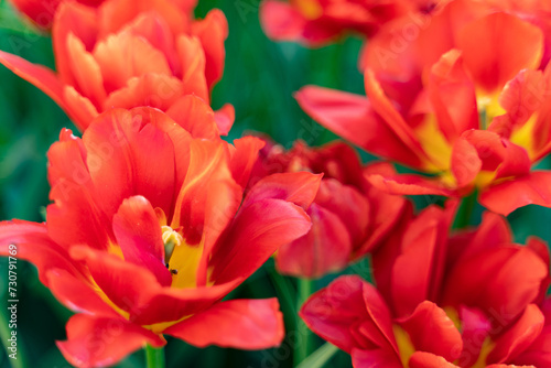background of beautiful scarlet tulips in bloom