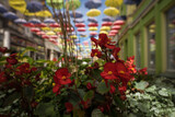 
CITYSCAPE - A flowers on the bouleward in city center under colorful umbrellas 