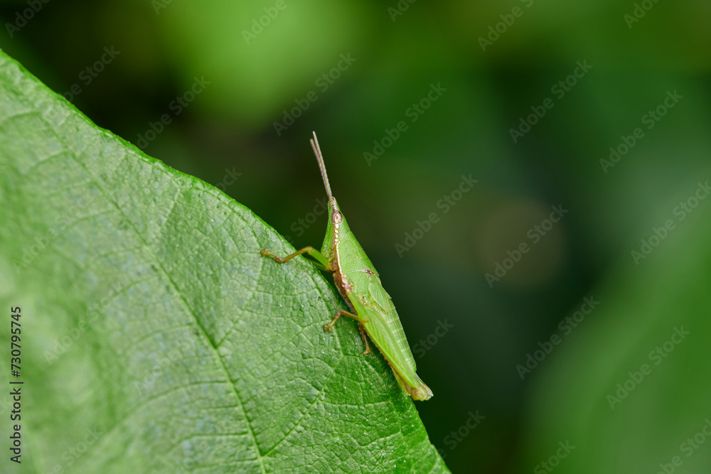 Grasshopper on leaf