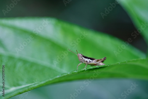 Grasshopper on leaf © Anucha