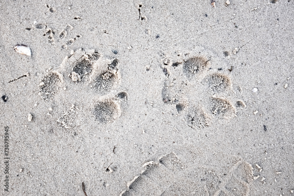 Traces of a wolf in the snow, traces in the snow. traces of the beast, traces in the snow. The footprints of the beast on the white snow in winter. Everything is covered with snow. Traces of a wolf in the snow, traces in the snow. traces of the beast, traces in the snow. The footprints of the beast on the white snow in winter. Everything is covered with snow.