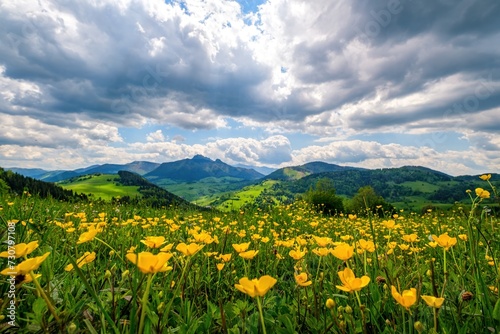 Meadow full of beautiful mountain flowers in the background of the Mala Fatra mountains. Discover the spring beauty of the mountains.