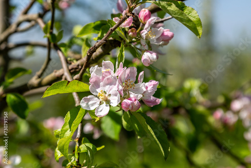 A close up of pretty tree blossom in springtime