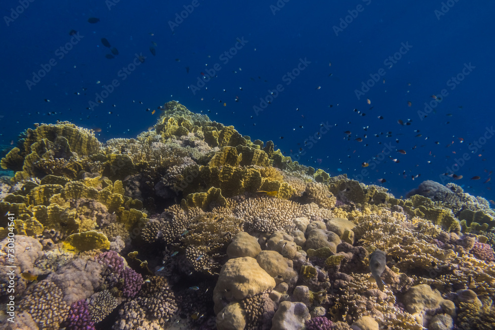 Obraz premium beautiful different corals with little fishes during snorkeling