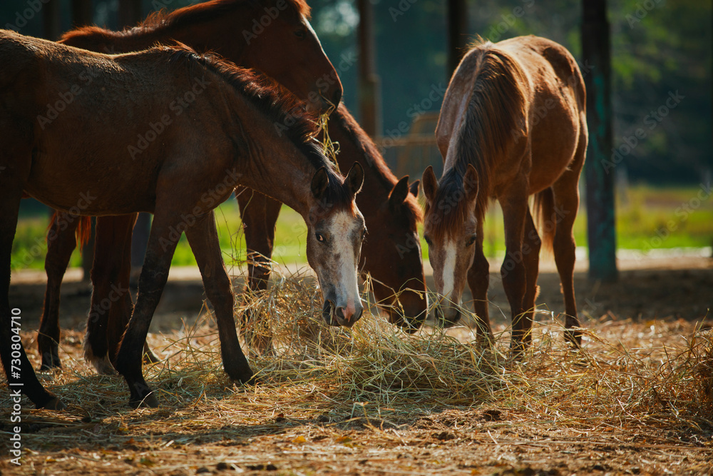 group of female horses eating dry grass at ranch farm