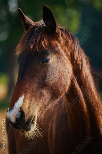 close up head of female horse standing outdoor © stockphoto mania