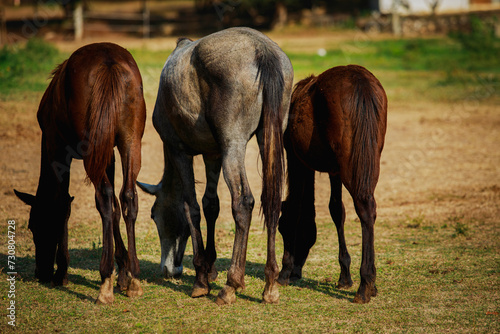 rear of of three female horses eating grass on farm field © stockphoto mania