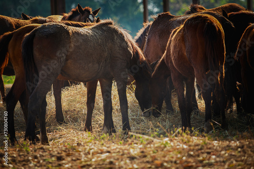group of female horses eating dry grass at ranch farm © stockphoto mania