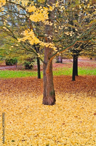 Tree with golden foliage and many yellow fallen leaves around in autumn