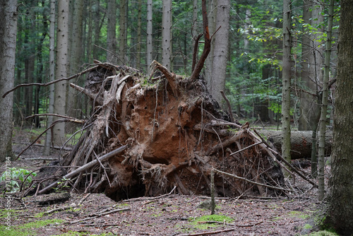 Korzenie drzewa © Przemysaw