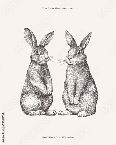 Two cute rabbits are sitting on a light background. Adorable bunny in engraving style. Wild forest animal or furry pet with long ears, vector illustration.