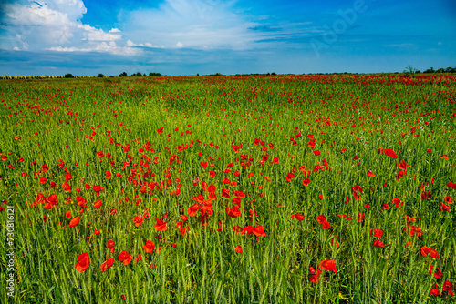 Red field of blooming poppies