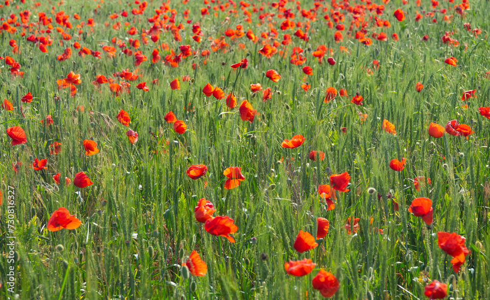 Fototapeta premium Poppies grow in wheat like weeds