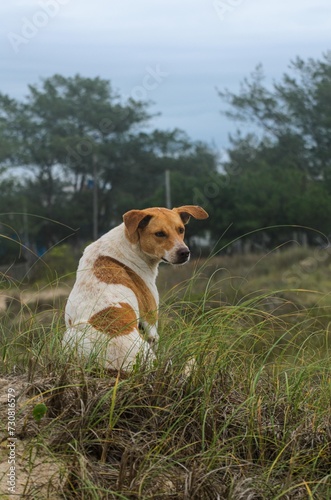 cachorro