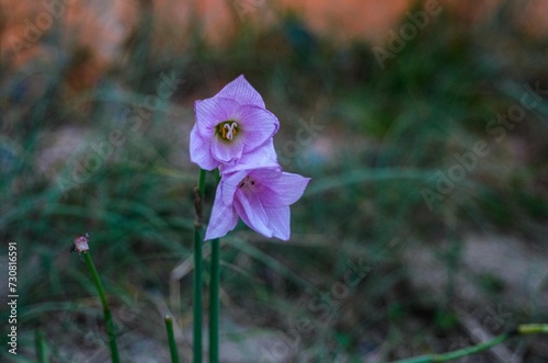 flores