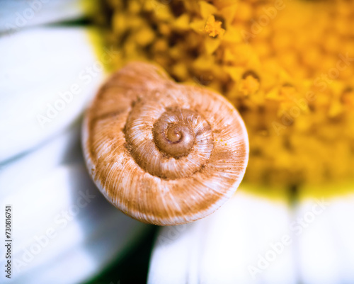 Bild auf Leinwand Logarithmic spiral of a snail pirn on a daisy
