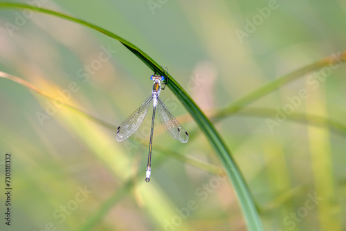 Lestes sponsa - emerald damselfly - in their natural habitat photo